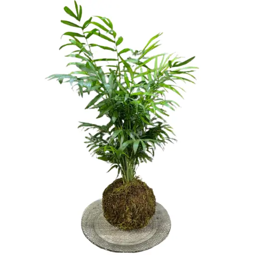 Kokedama chamaedorea